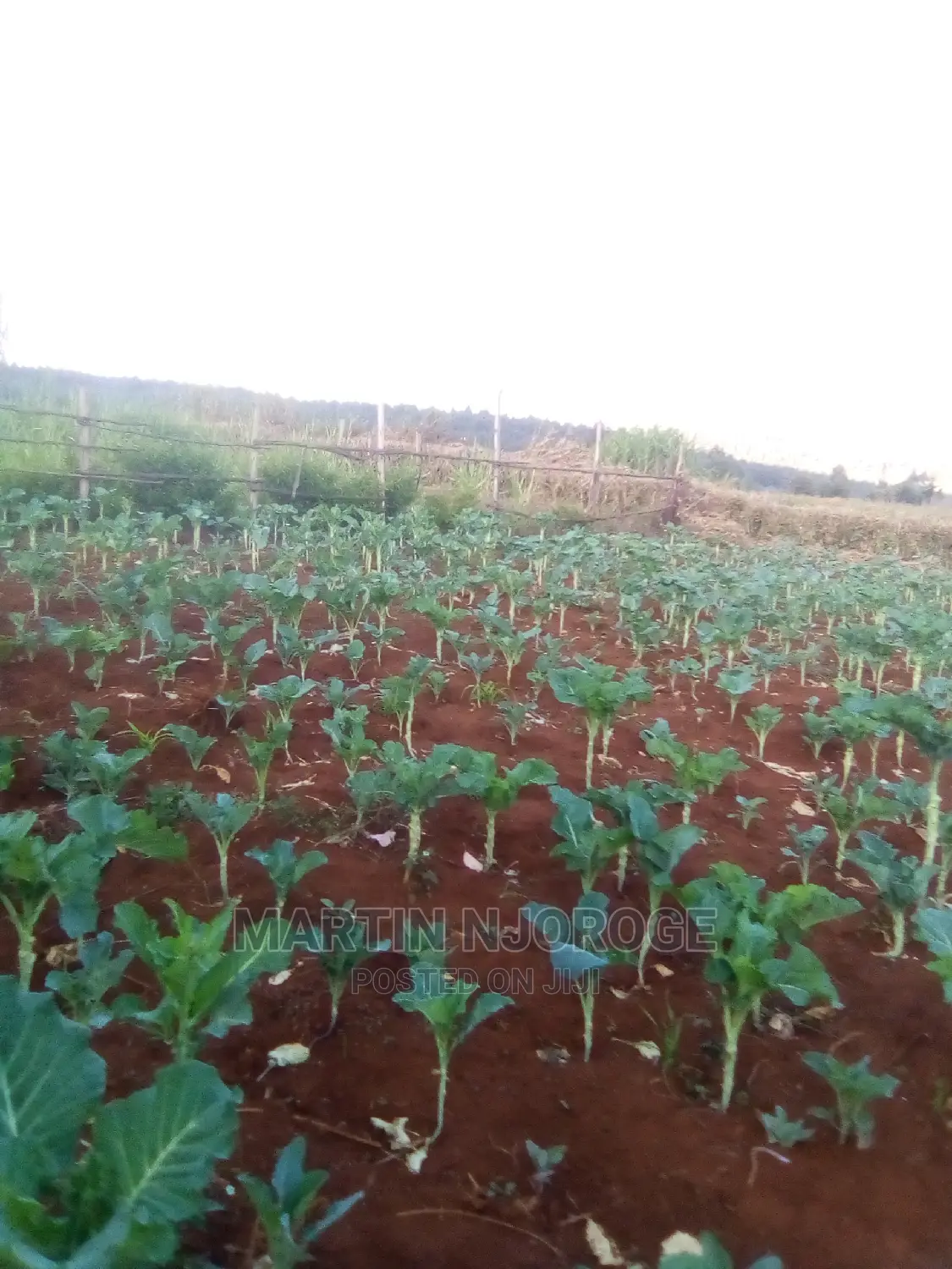 50 by 100 Murengeti, Limuru in Limuru CBD