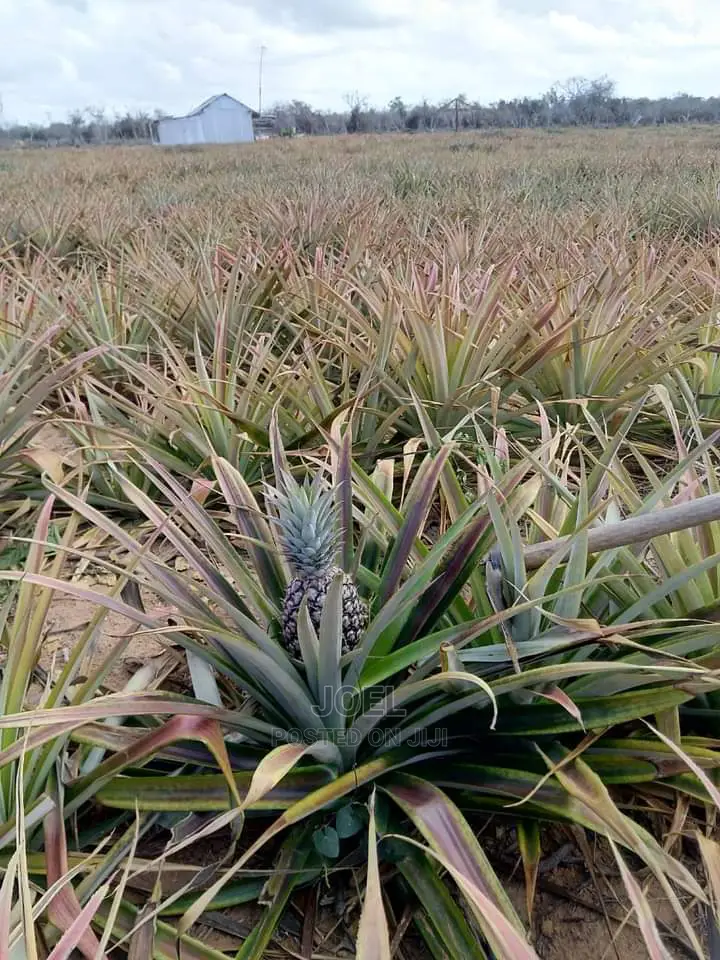 20,000 Acre Land for Sale in Malindi - Prime Investment Opportunity in Town Centre