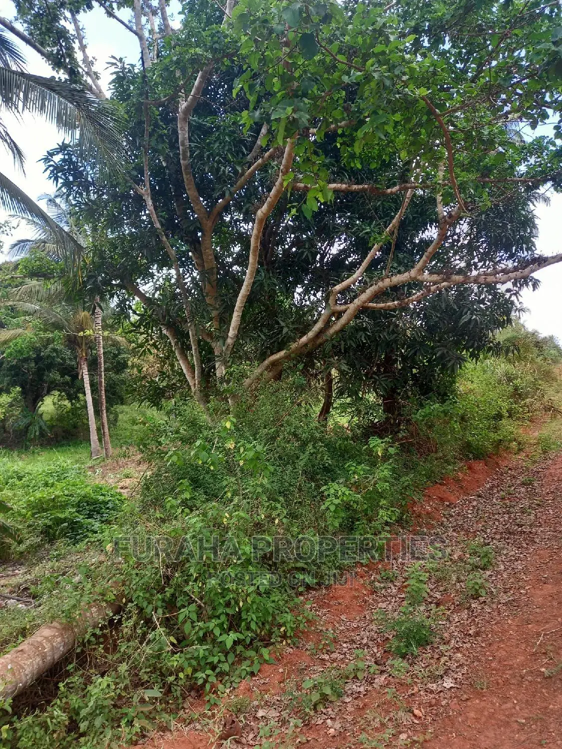 Sale: 6 Acres of Agricultural Land in Msambweni, Kenya in Ramisi