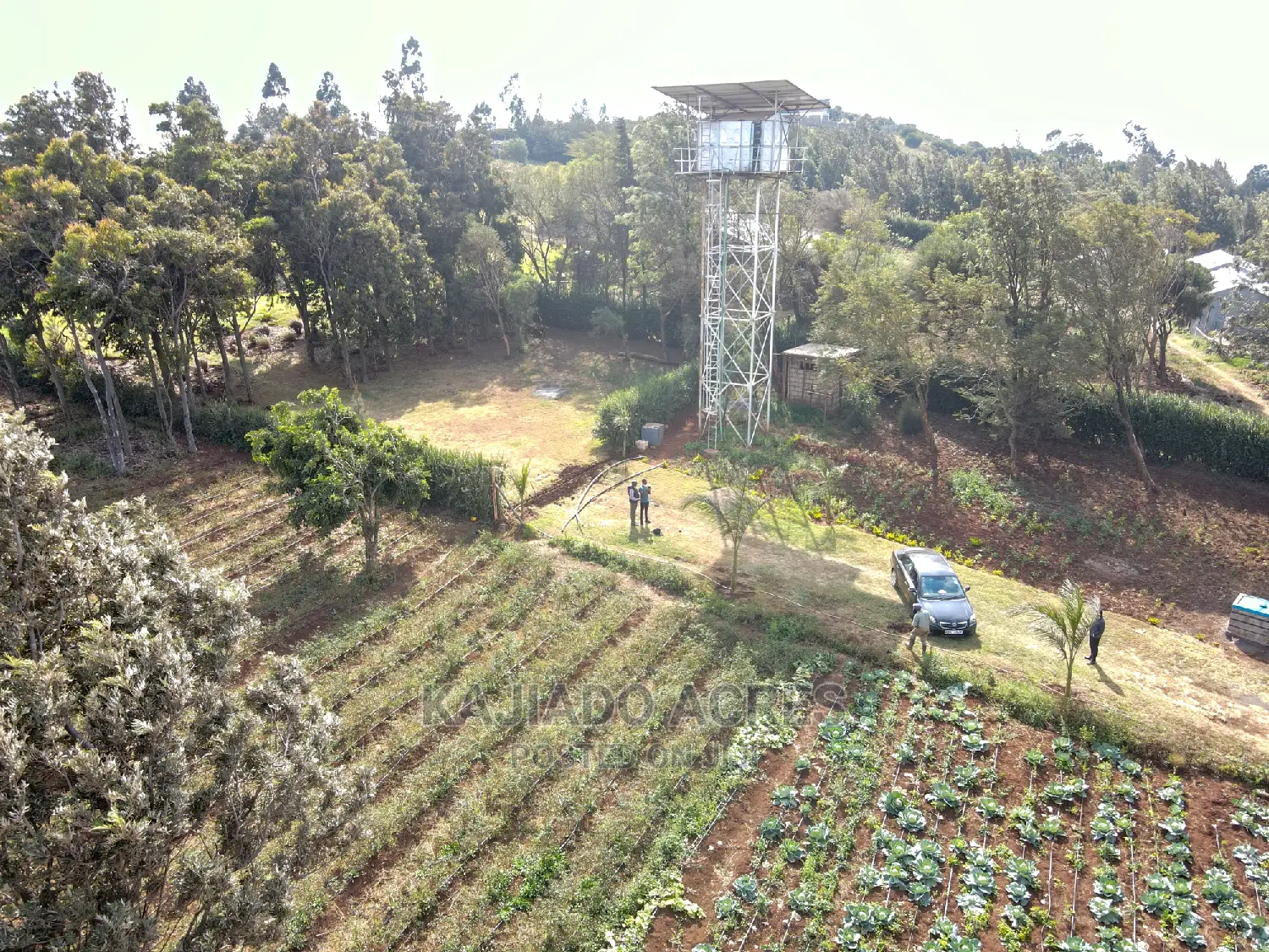 Exquisite 1/8 Kibiko(Lemiso) Figure at 3.5m - Two Exclusive Variants in Ngong