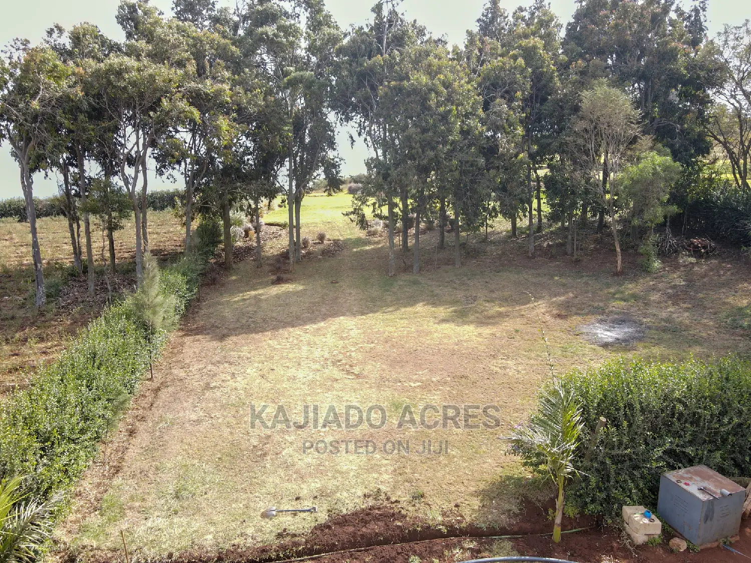 Exquisite 1/8 Kibiko(Lemiso) Figure at 3.5m - Two Exclusive Variants in Ngong