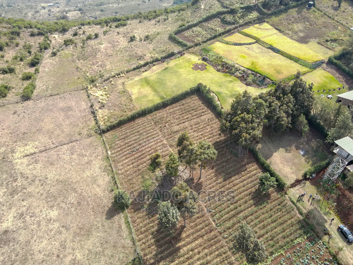 Exquisite 1/8 Kibiko(Lemiso) Figure at 3.5m - Two Exclusive Variants in Ngong