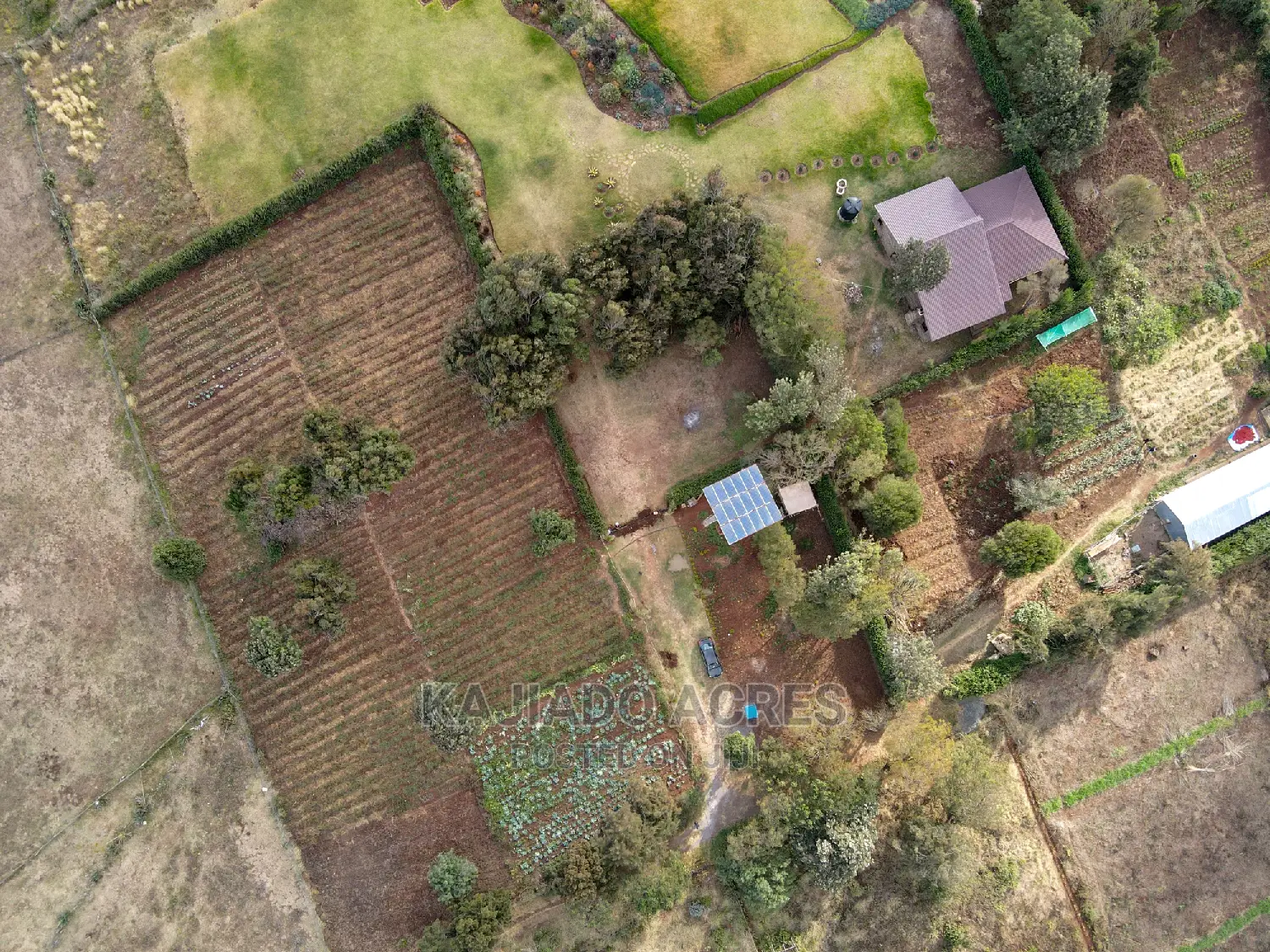 Exquisite 1/8 Kibiko(Lemiso) Figure at 3.5m - Two Exclusive Variants in Ngong