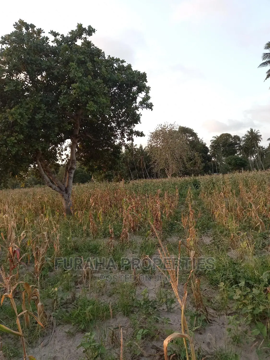 12-Acre Farming Land for Sale in Kikambala - Perfect for Agricultural Investment in Kikambala