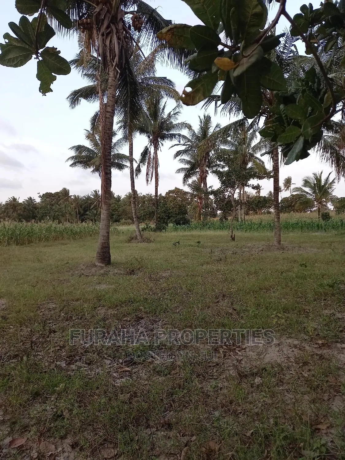 12-Acre Farming Land for Sale in Kikambala - Perfect for Agricultural Investment in Kikambala