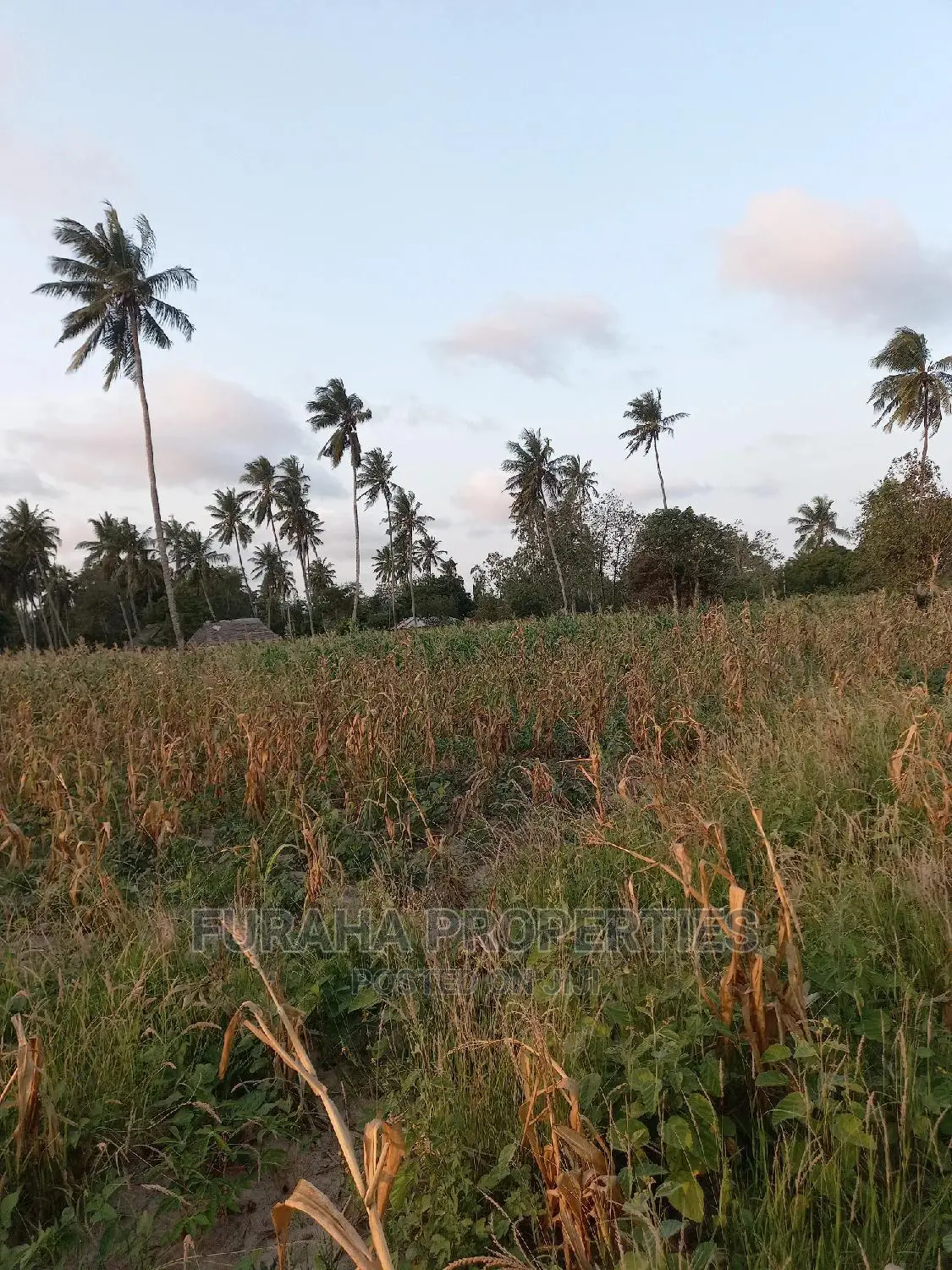 12-Acre Farming Land for Sale in Kikambala - Perfect for Agricultural Investment in Kikambala