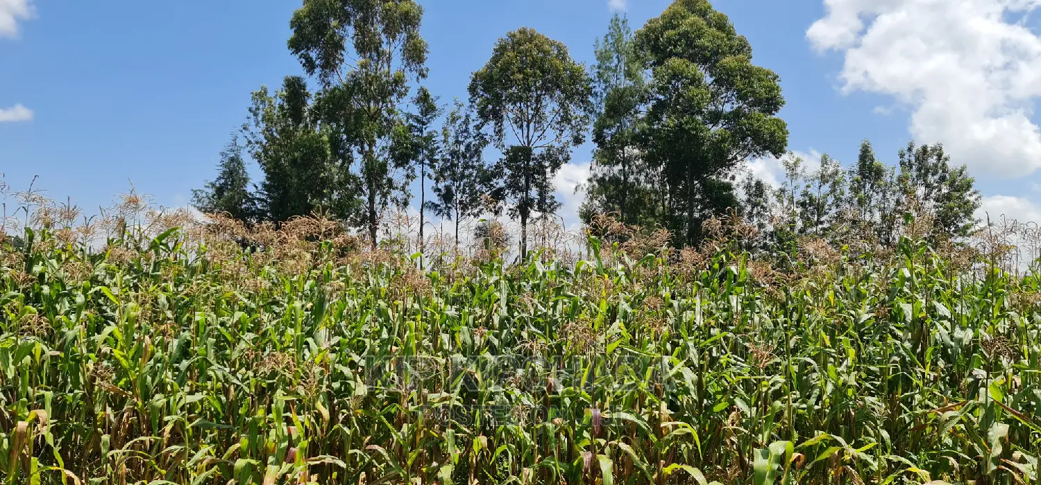 Kimumu Eldoret Prime 1⁄8 Plot for Sale: Perfect Location on Uhuru Road in Kimumu