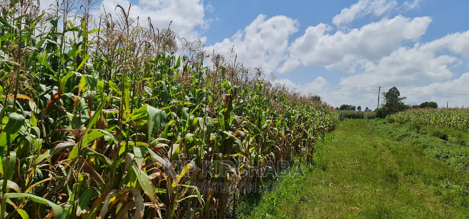 Kimumu Eldoret Prime 1⁄8 Plot for Sale: Perfect Location on Uhuru Road in Kimumu