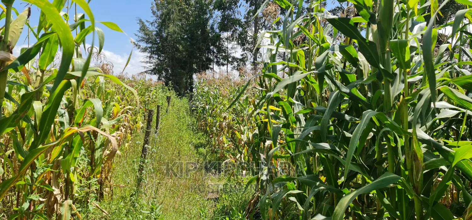Kimumu Eldoret Prime 1⁄8 Plot for Sale: Perfect Location on Uhuru Road in Kimumu