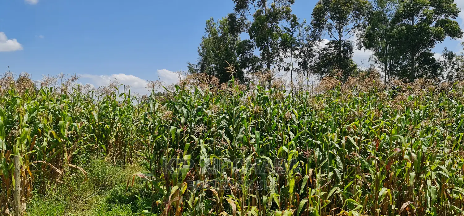 Kimumu Eldoret Prime 1⁄8 Plot for Sale: Perfect Location on Uhuru Road in Kimumu