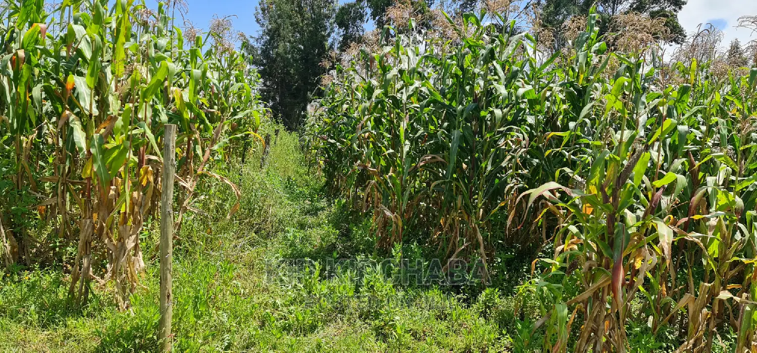 Kimumu Eldoret Prime 1⁄8 Plot for Sale: Perfect Location on Uhuru Road in Kimumu