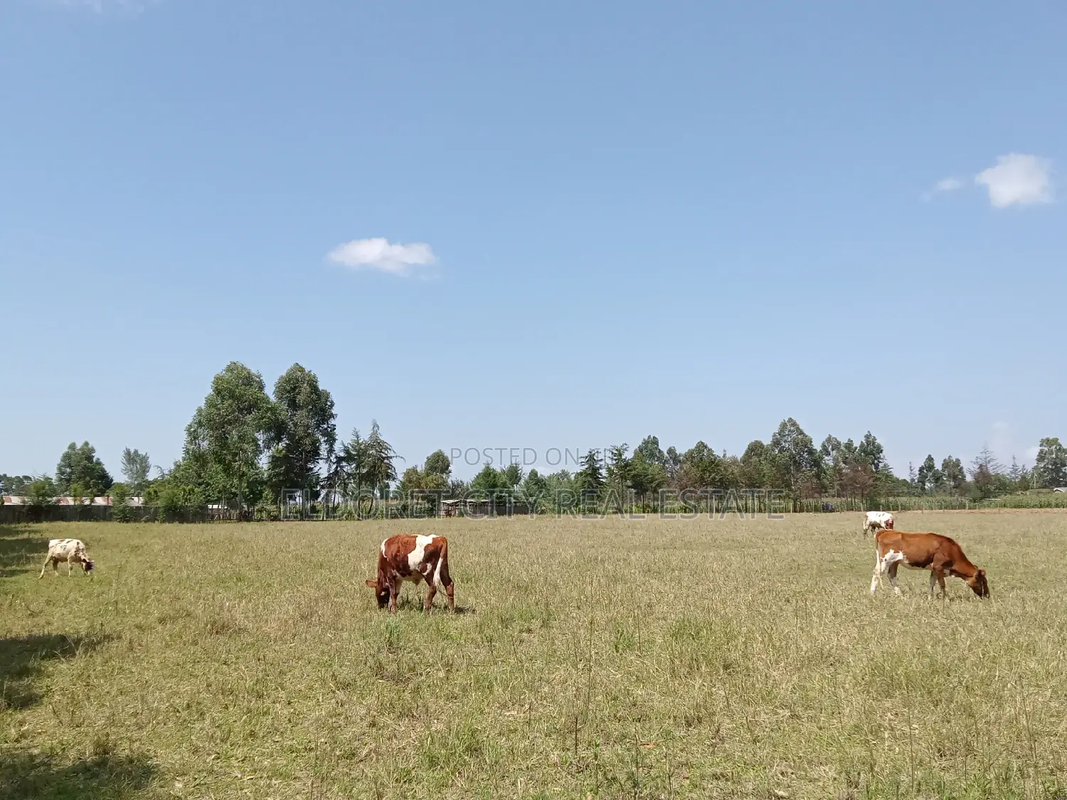 10-Acre Plot in Naiberi: Just 1.5km from Tarmac Access in Eldoret CBD