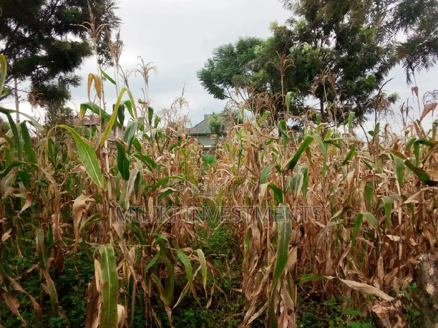 Kandara Investment-Githanji: Prime Plot for Sale Now! in Kimorori/Wempa