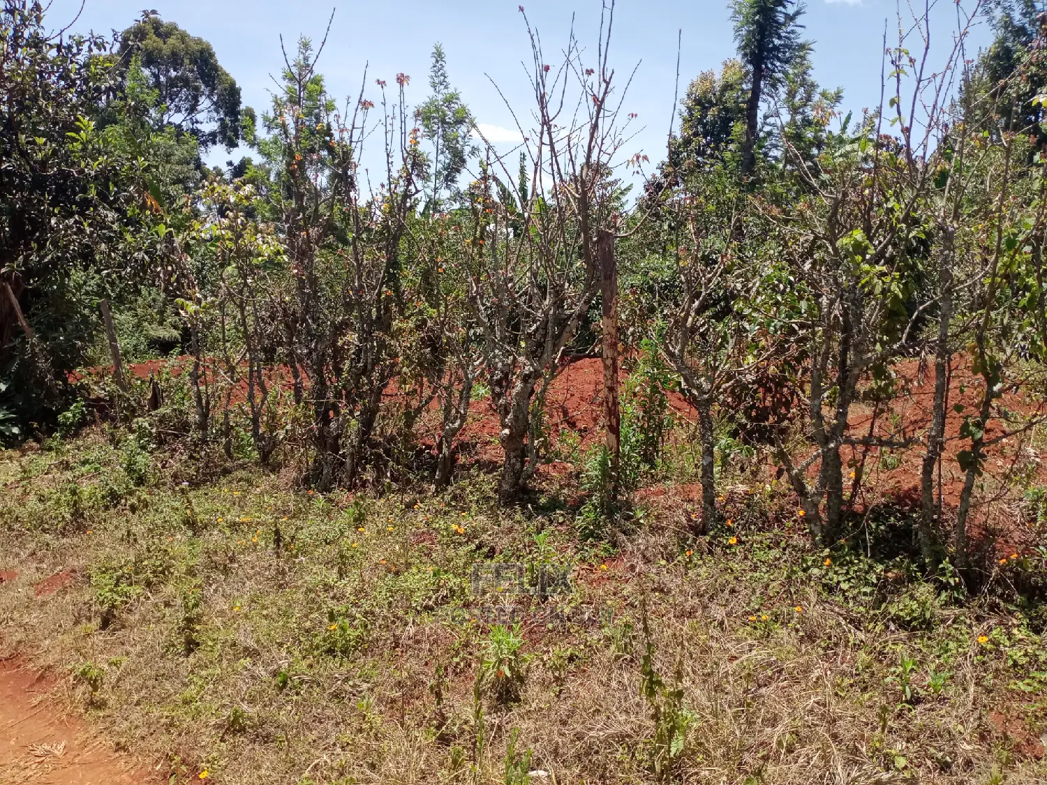 Karatina/Mathaithi Quota Plot in Karatina Town