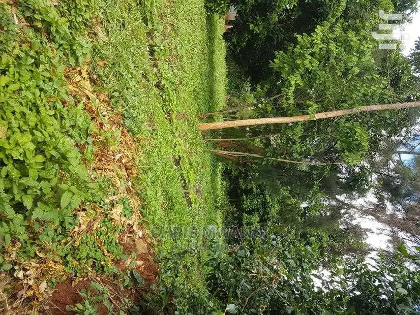Half Acre Land with Ready Title - Mimosa Drive - For Sale in Runda