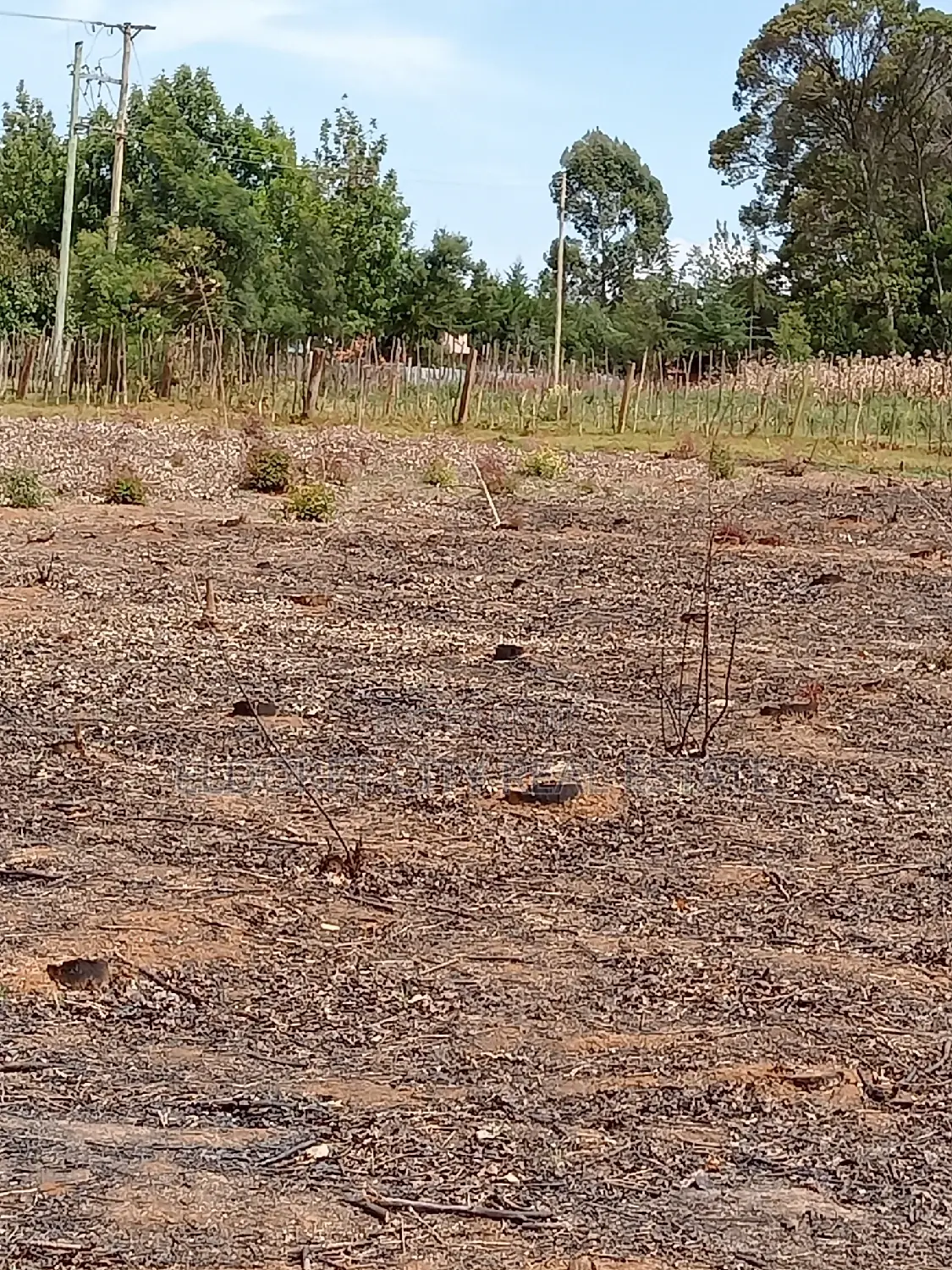 Ready-to-build Residential 1/4 Plots Annex for sale in Eldoret CBD