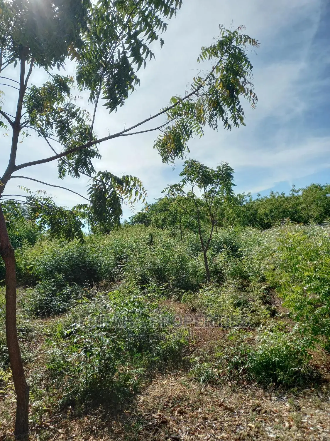 Quater Acre Land in Kikambala - For Sale in Kikambala