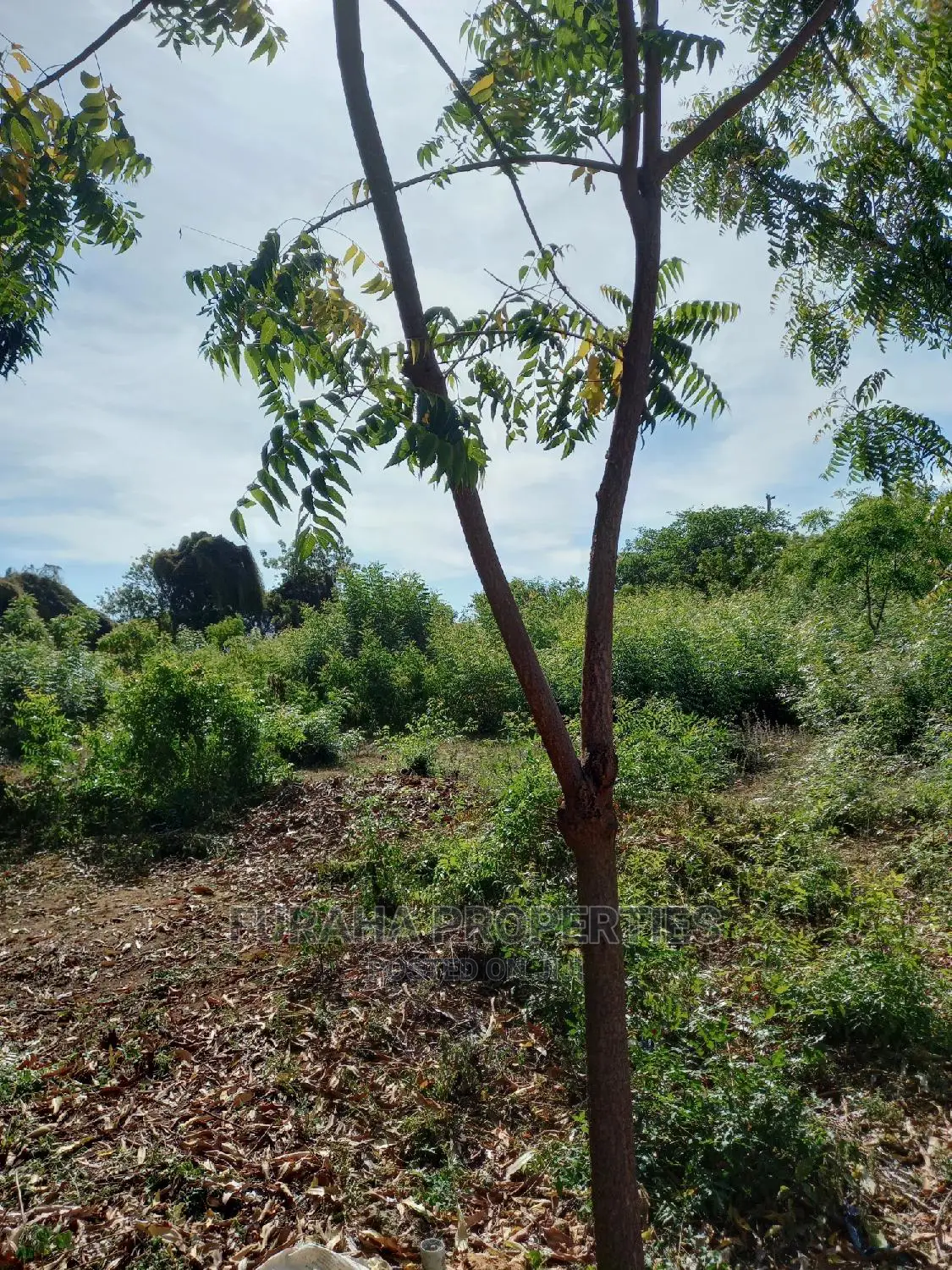 Quater Acre Land in Kikambala - For Sale in Kikambala