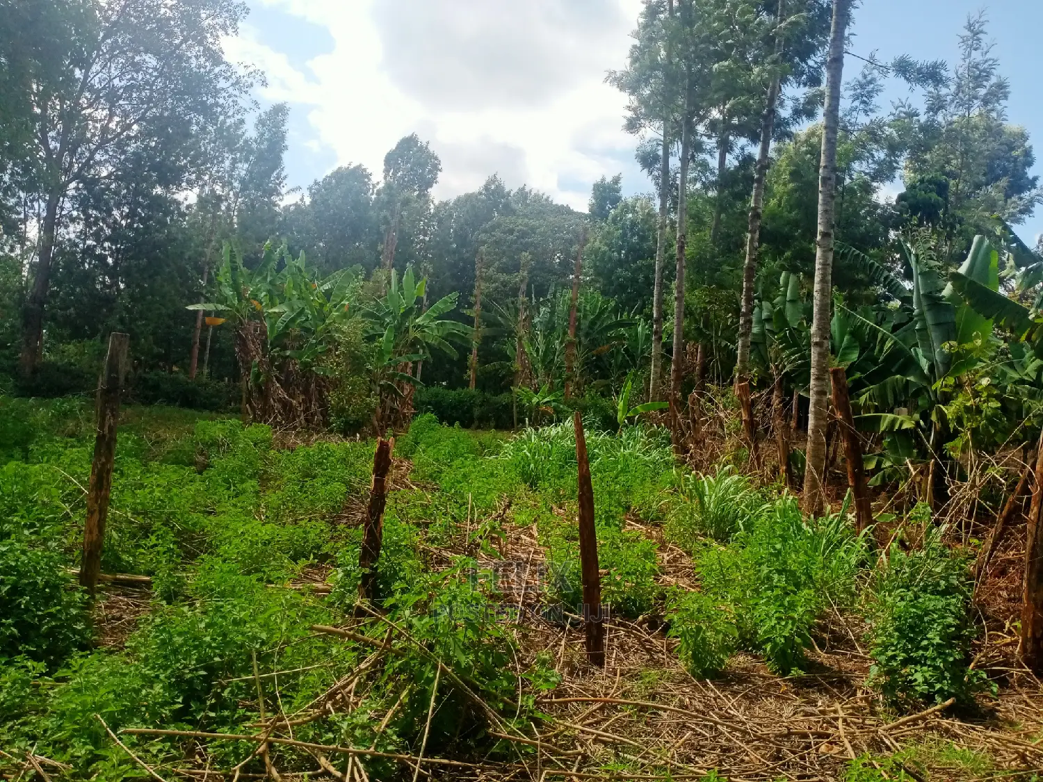 Nyeri/Gatitu Prime Plot in Gatitu