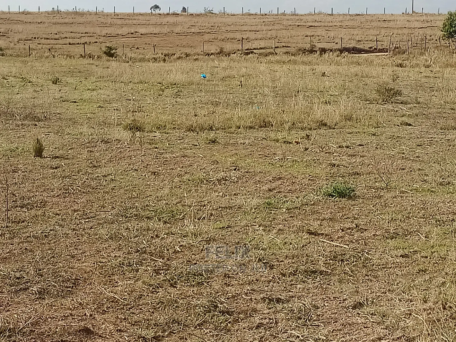 Narumoru Prime Plots in Kieni