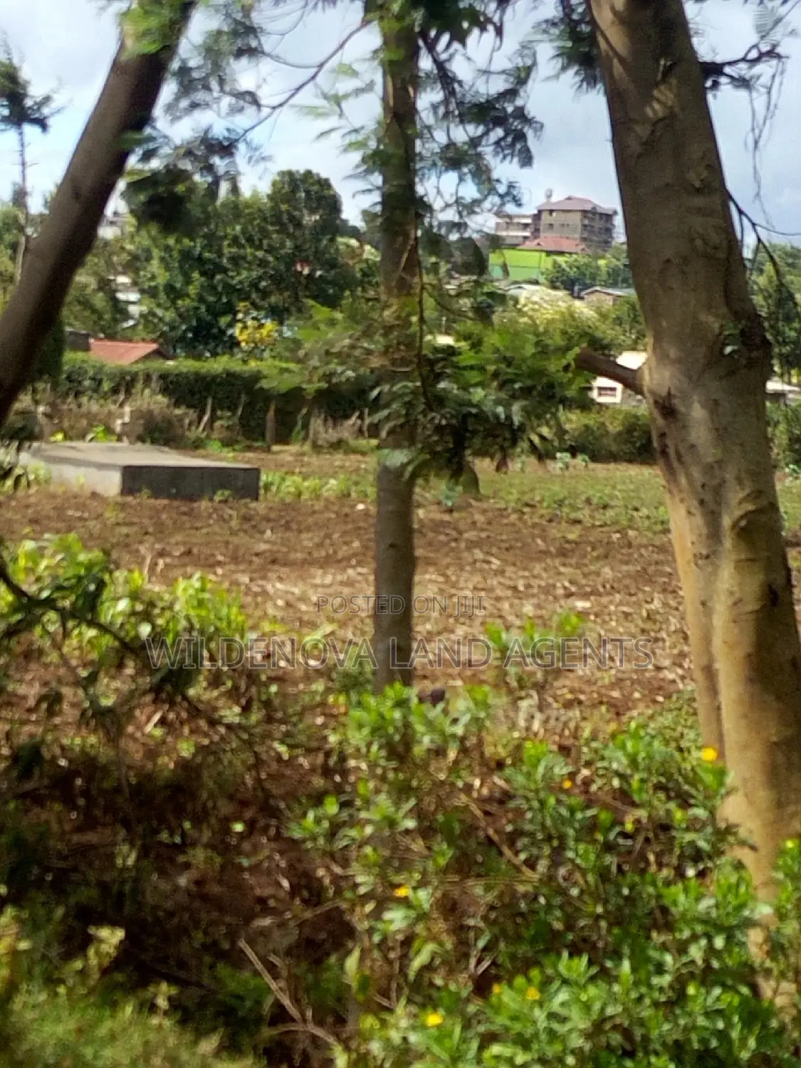 Spacious 100*100 Plot for Sale in Kamirithu Limuru - Ideal Investment Opportunity! in Limuru