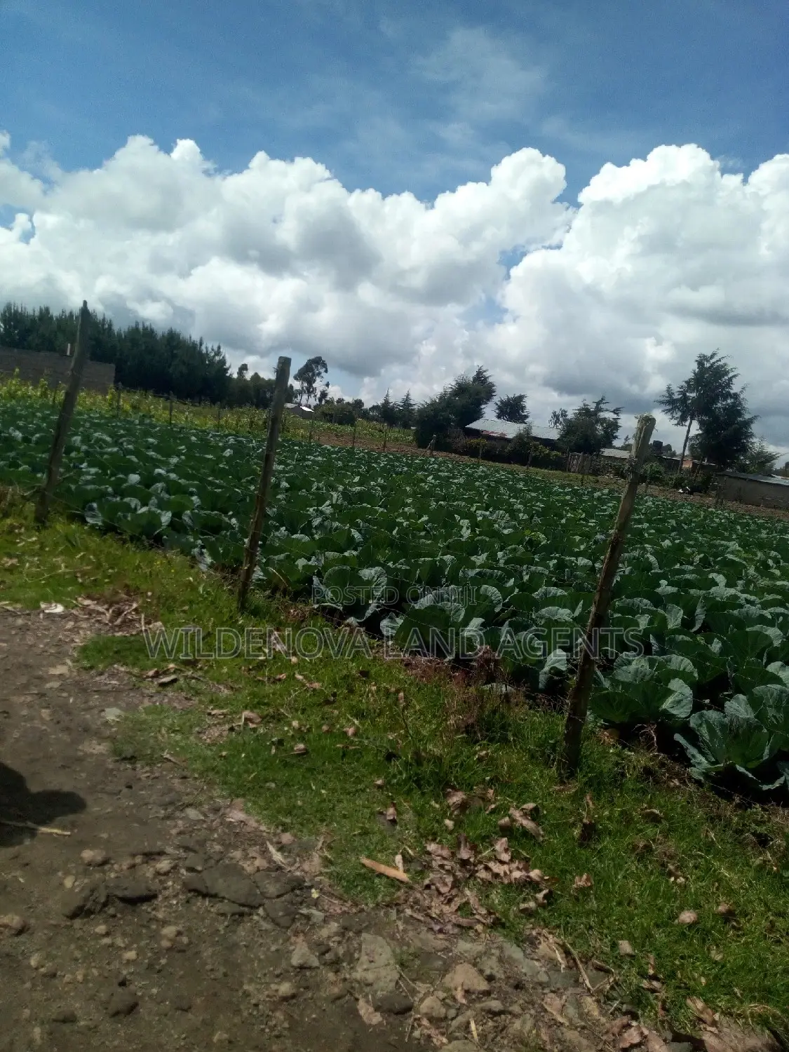 Buy a 1/4 Acre Plot in Mtonyora Kinangop - Limited Time Off in Magumu