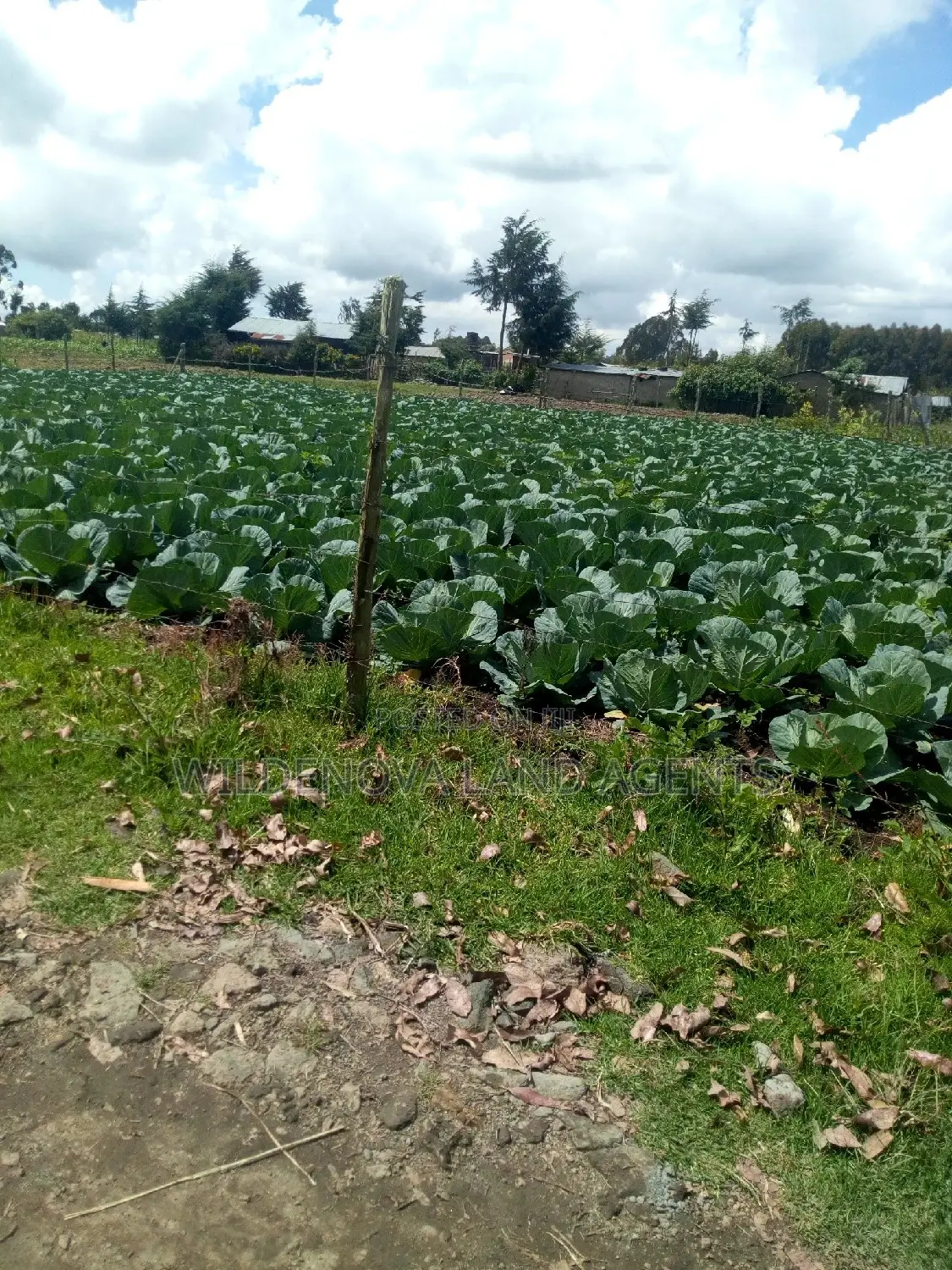 Buy a 1/4 Acre Plot in Mtonyora Kinangop - Limited Time Off in Magumu