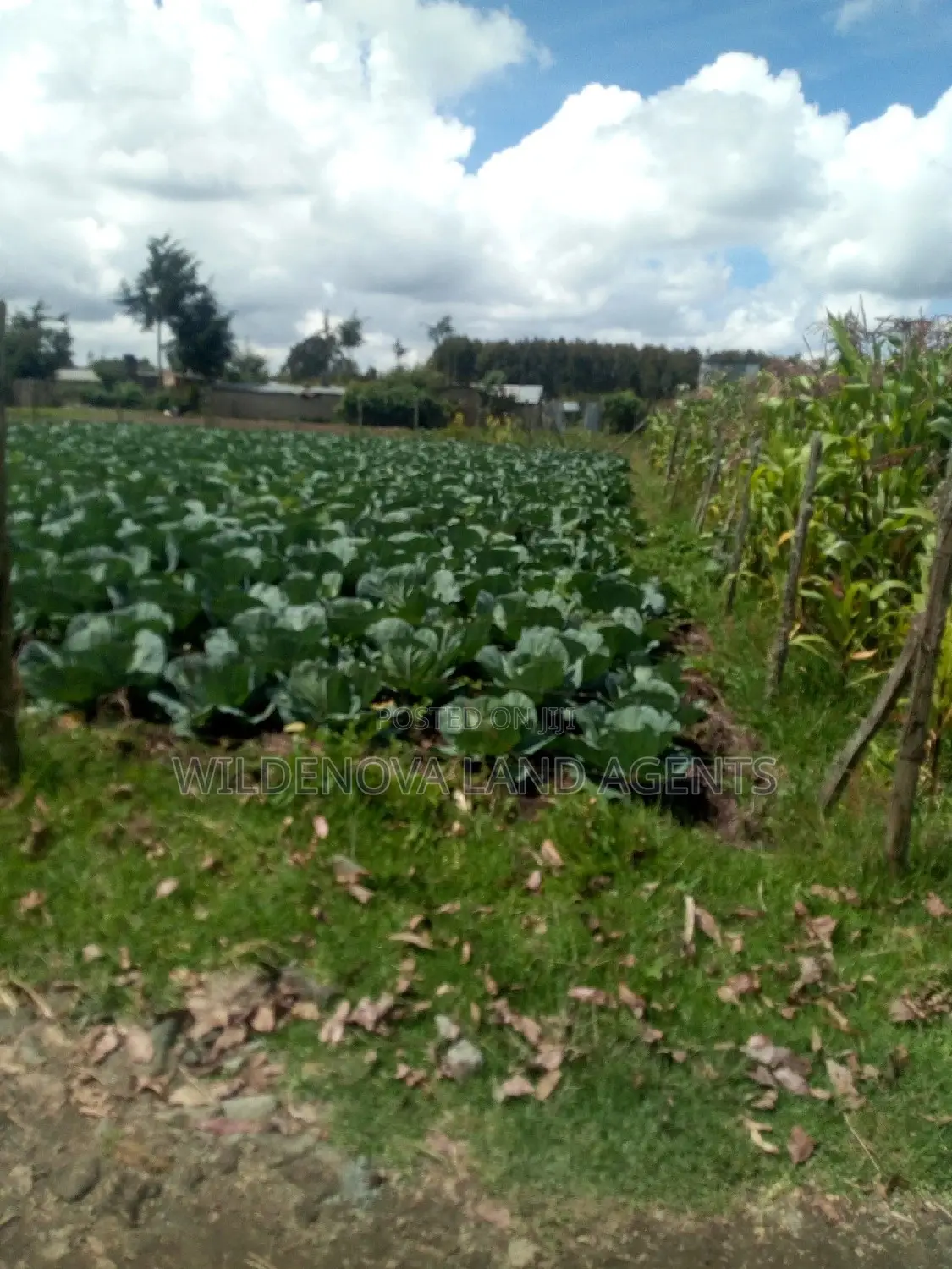Buy a 1/4 Acre Plot in Mtonyora Kinangop - Limited Time Off in Magumu