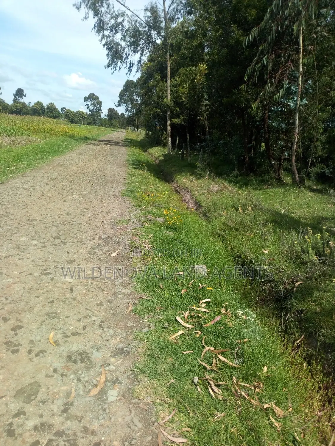 Half-Acre Land for Sale in Kinangop Mtonyora in Magumu
