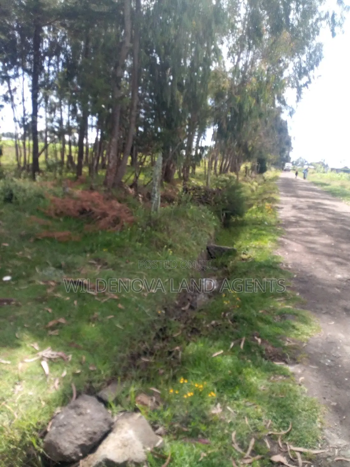 Half-Acre Land for Sale in Kinangop Mtonyora in Magumu
