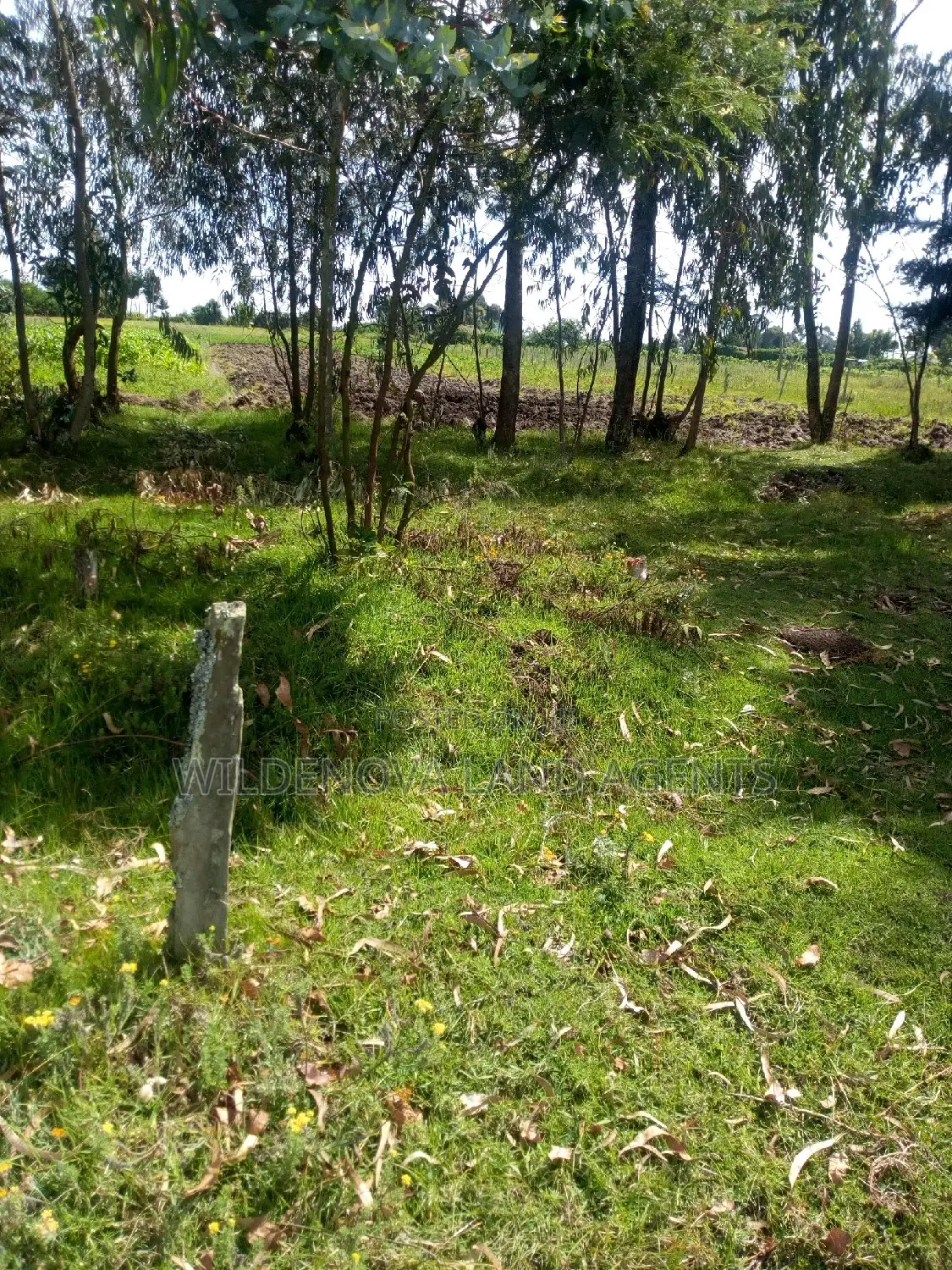 Half-Acre Land for Sale in Kinangop Mtonyora in Magumu
