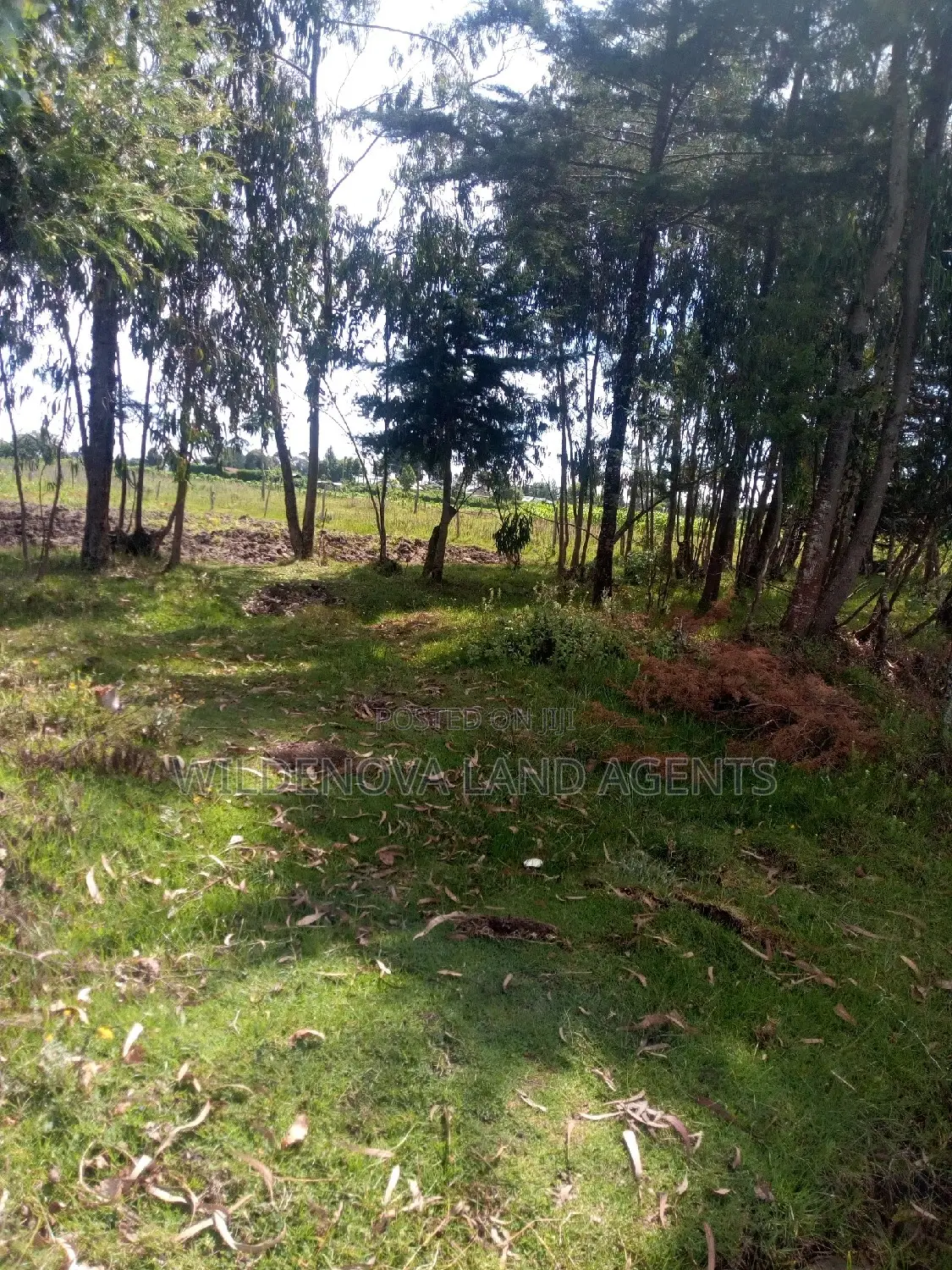 Half-Acre Land for Sale in Kinangop Mtonyora in Magumu