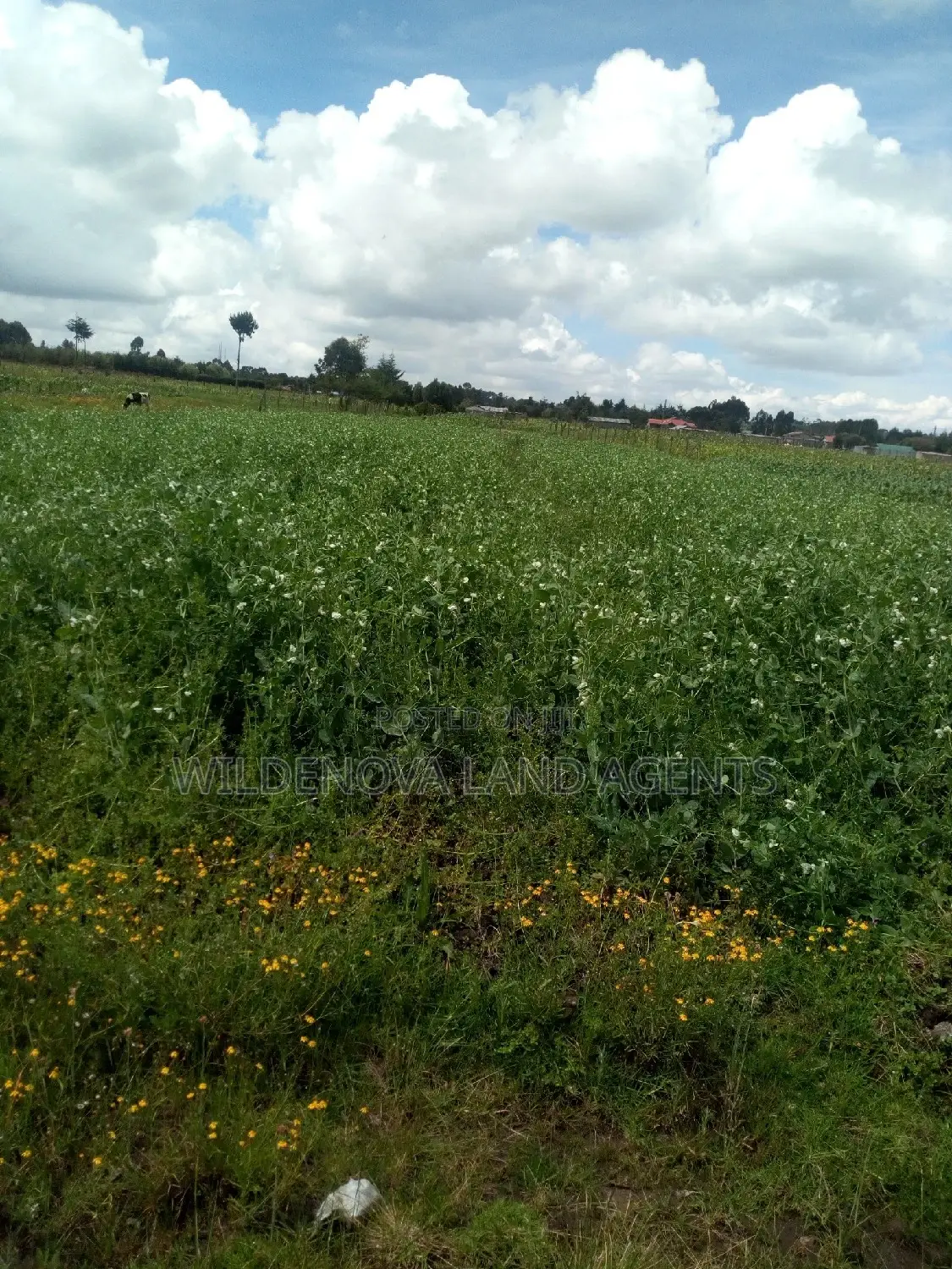 Half-Acre Land for Sale in Kinangop Mtonyora in Magumu