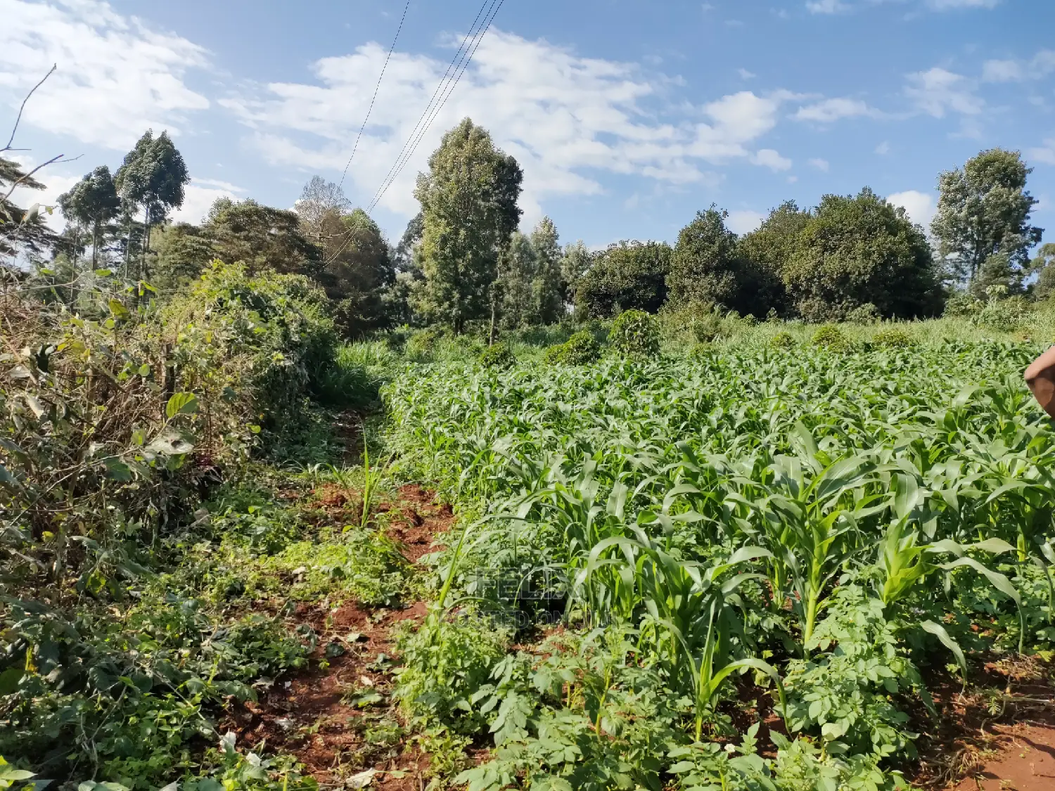 Karatina/Kiamachimbi Half Acre Touching Tarmac in Karatina Town