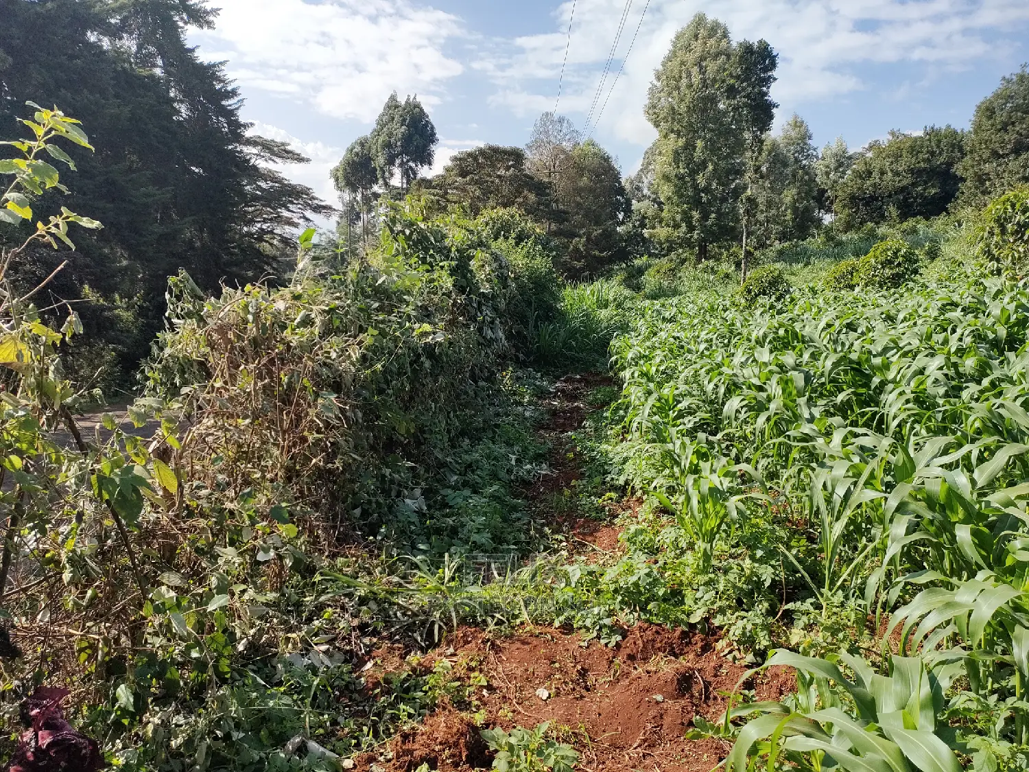 Karatina/Kiamachimbi Half Acre Touching Tarmac in Karatina Town