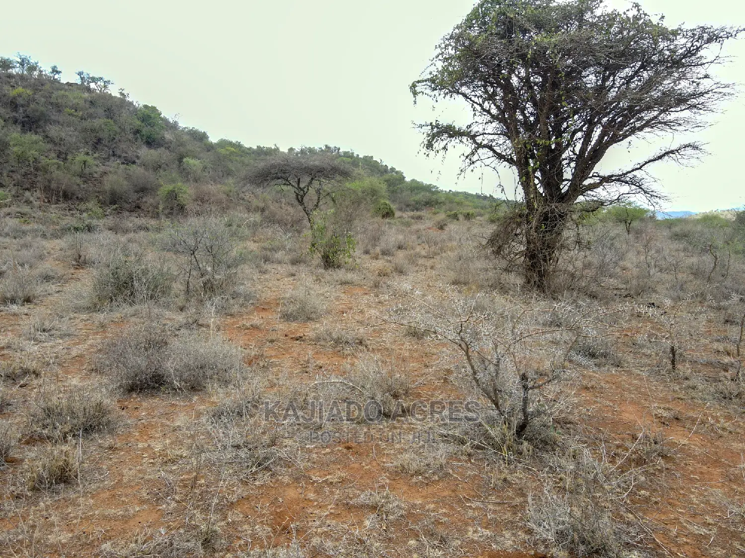 246 Acre Commercial Land for Sale - Per Acre Pricing Available in Ewaso Kendong