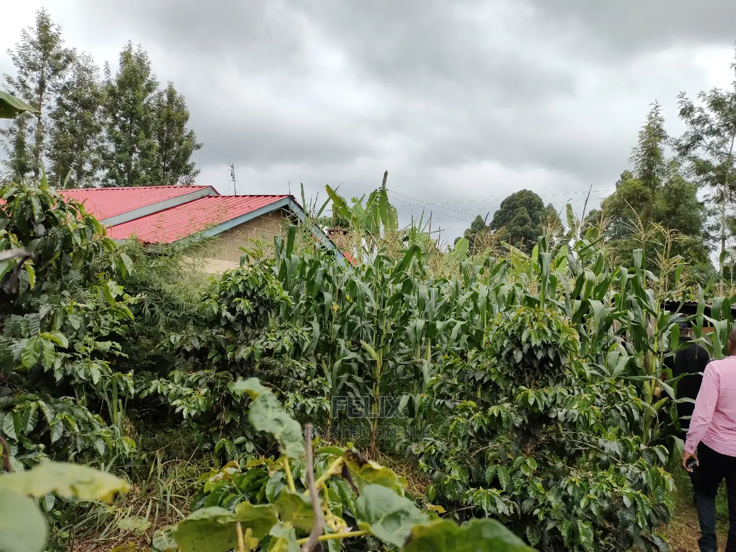 Karatina /Karura Half Acre With Coffee in Karatina Town