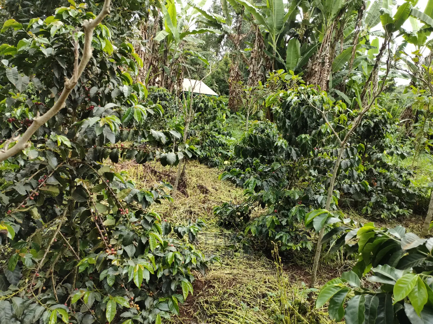 Karatina /Karura Half Acre With Coffee in Karatina Town