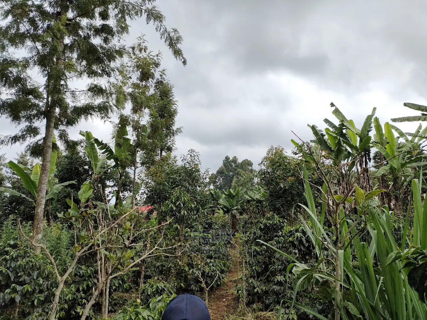 Karatina /Karura Half Acre With Coffee in Karatina Town