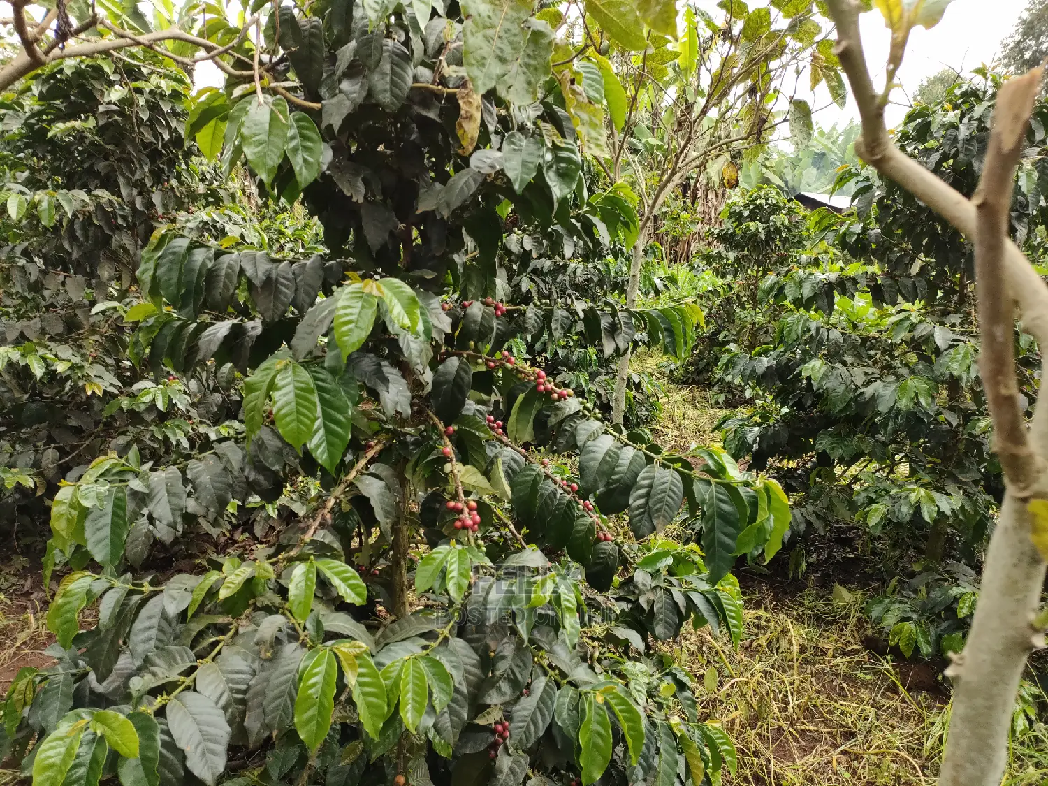 Karatina /Karura Half Acre With Coffee in Karatina Town
