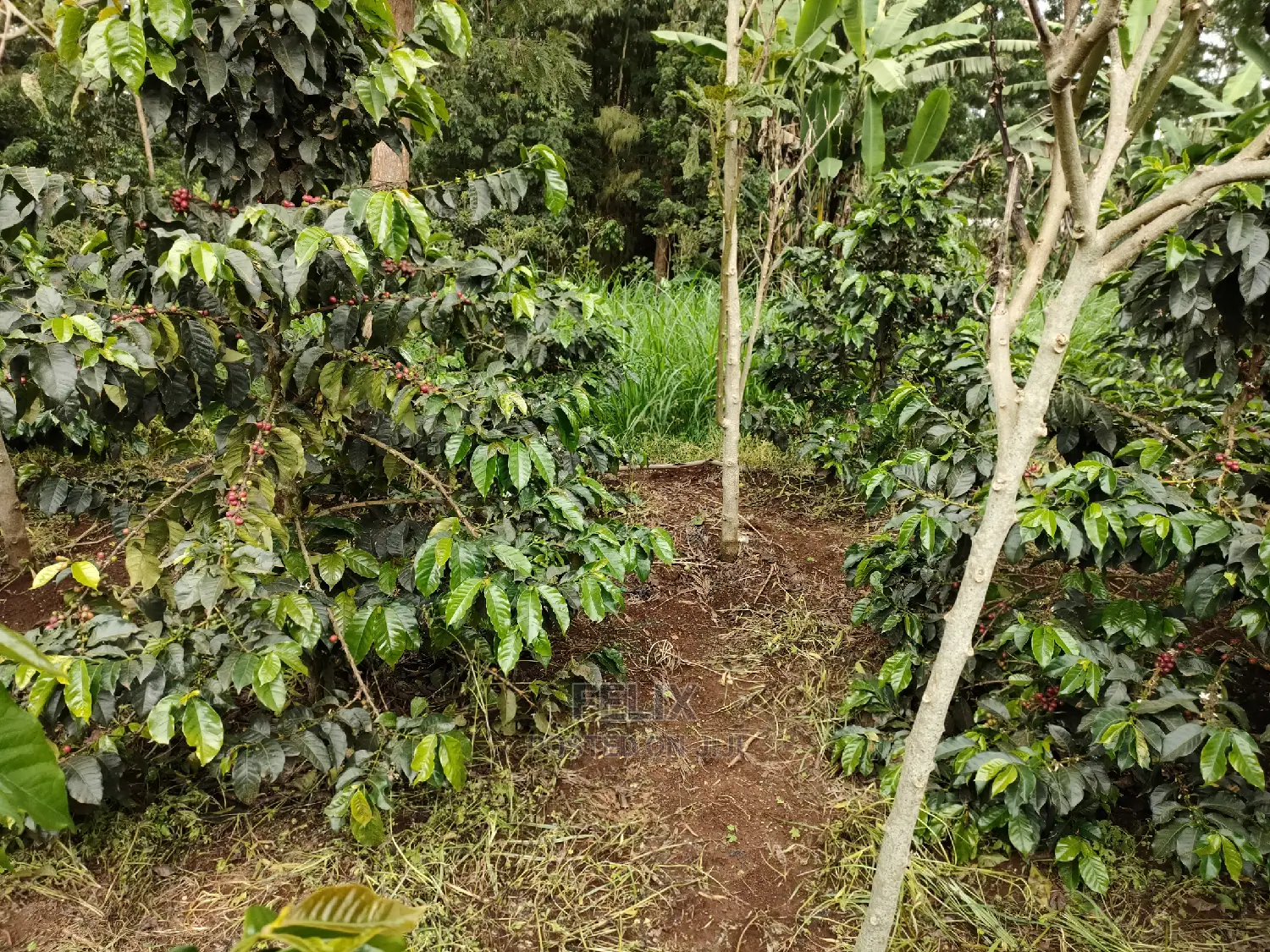 Karatina /Karura Half Acre With Coffee in Karatina Town