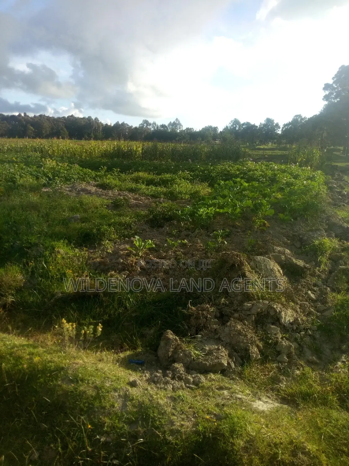 Affordable 1-Acre Land for Sale in South Kinangop in Magumu