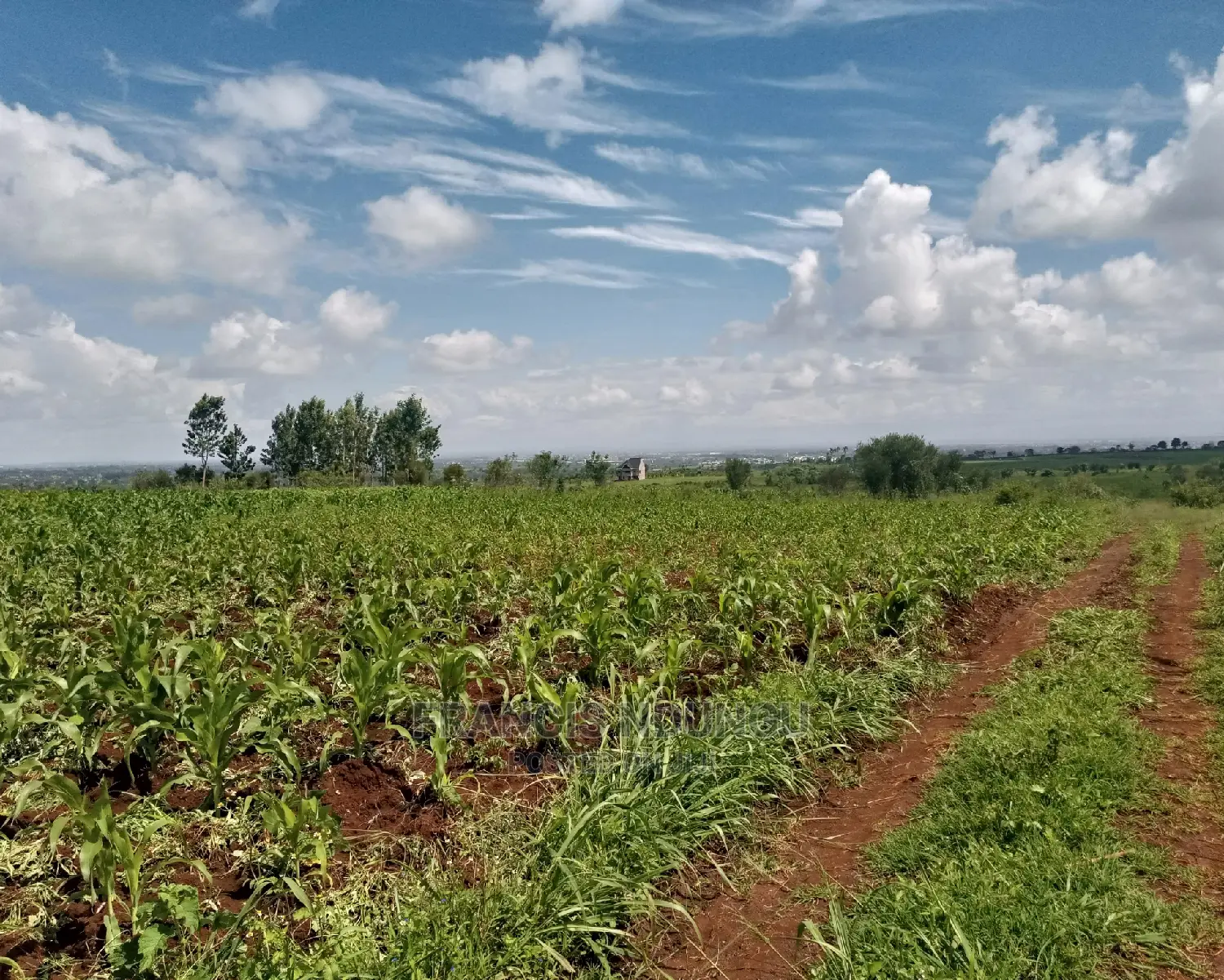 Residential Plot for Sale Matrofi Estate Tinganga in Kiambu / Kiambu