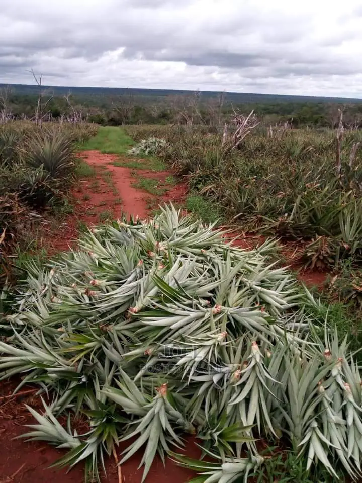 Gigantic 400 Acre Malindi Land - Prime Real Estate Opportunity in Kenya's Coastal Region in Town Centre