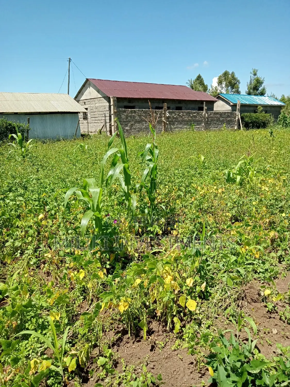 Kenol Area Plot: 40x80 Plot for Sale in Kimorori/Wempa