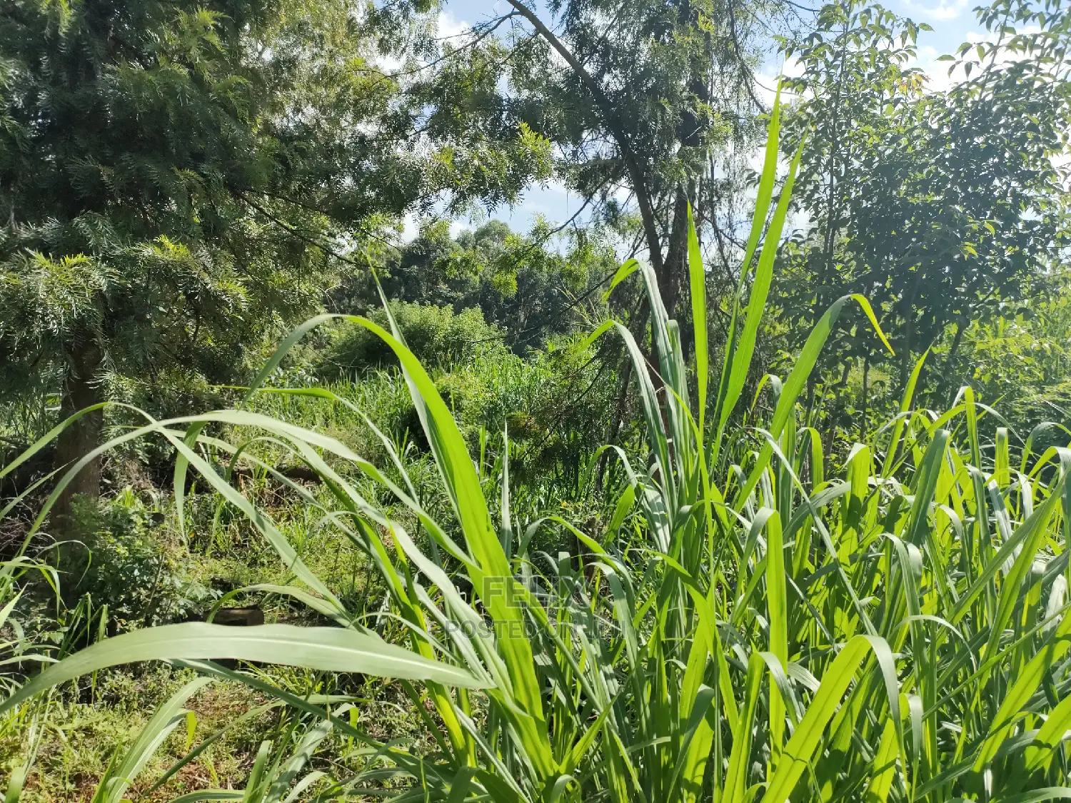 Karatina Ichuga/Kiawarigi Half Acre in Karatina Town
