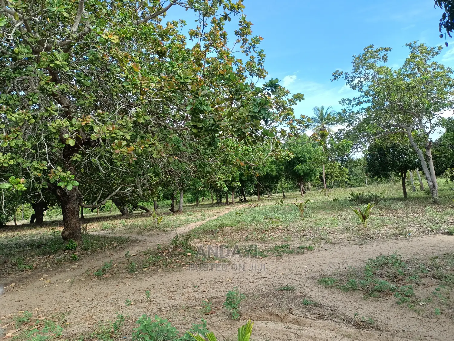 Prime Land for Sale in Kwale-Ng'ombeni in Shika Adabu