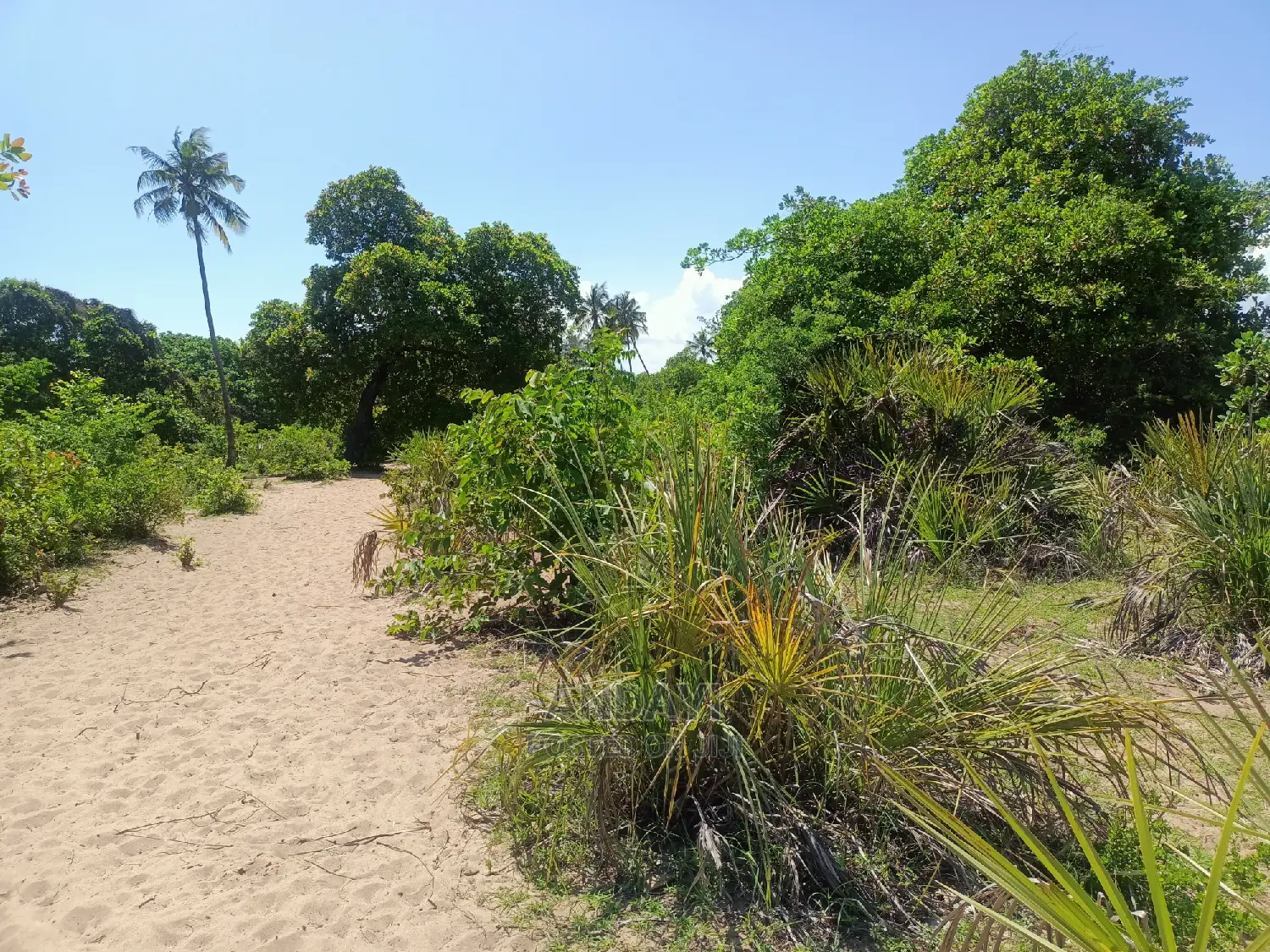 Prime Land for Sale in Kwale-Ng'ombeni in Shika Adabu