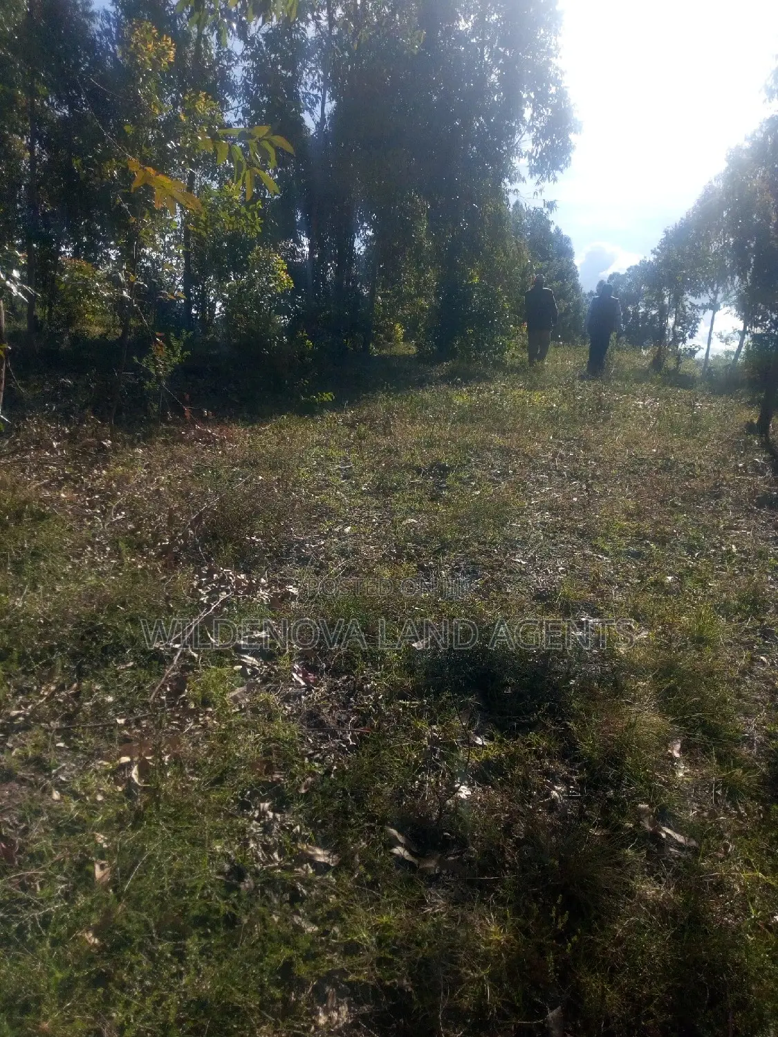 Great Opportunity: Land Sale on Naivasha's Kinungi Road, Close to Nairobi & Nakuru in Naivasha East
