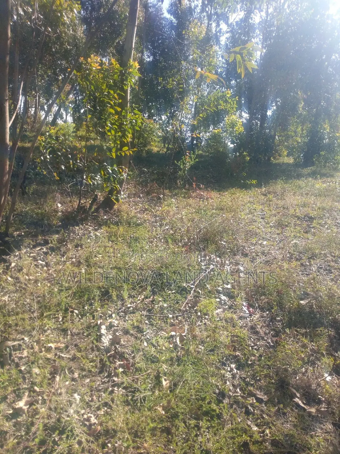Great Opportunity: Land Sale on Naivasha's Kinungi Road, Close to Nairobi & Nakuru in Naivasha East